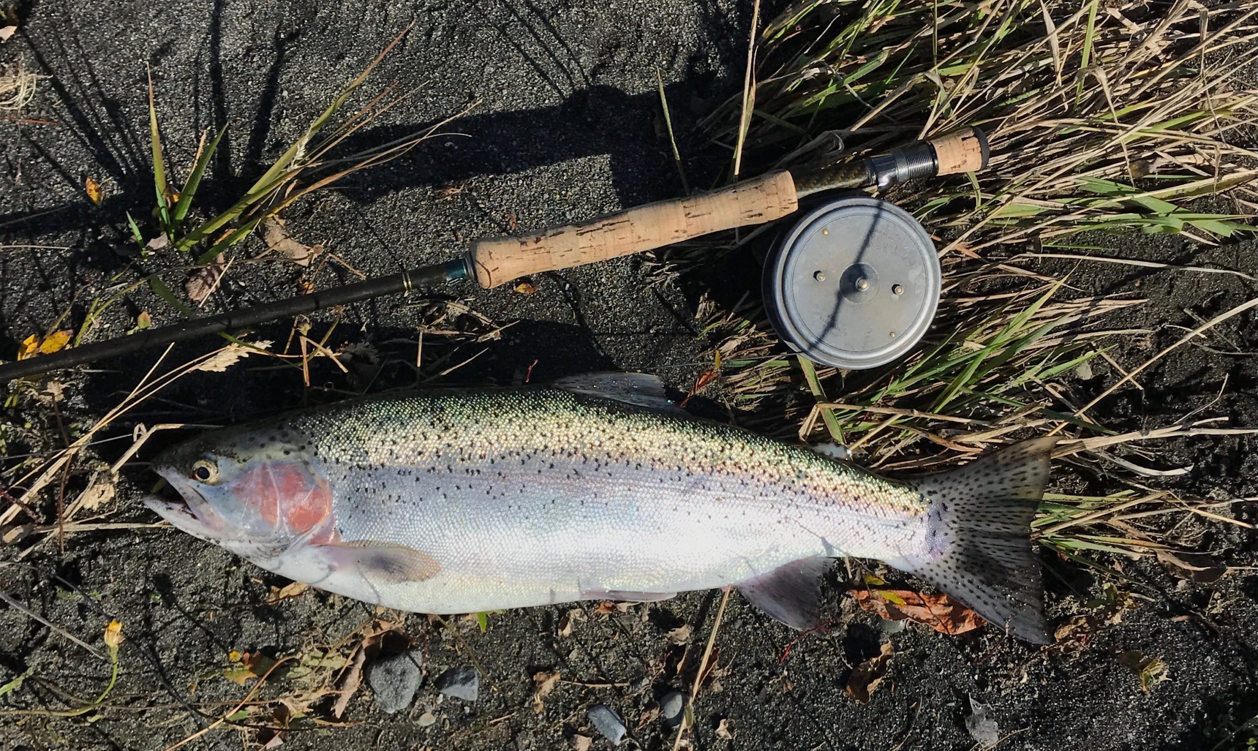 How To Catch Rainbow Trout In A Lake From Shore Lure Me, 45% OFF